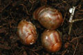 Archachatina papyracea Nigeria F3