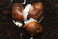 Archachatina puylaerti Togo F1