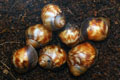 Archachatina puylaerti Togo F1