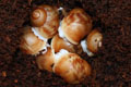 Archachatina puylaerti Togo F1