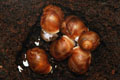 Archachatina puylaerti Togo F1