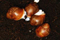 Archachatina puylaerti Togo F1