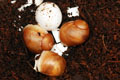 Archachatina puylaerti Togo F1