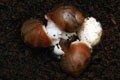 Archachatina puylaerti Togo F1