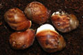 Archachatina puylaerti Togo F1