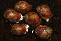 Archachatina puylaerti Togo F1