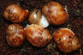 Archachatina puylaerti Togo F1