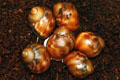 Archachatina puylaerti Togo F1