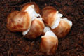 Archachatina puylaerti Togo F1