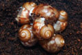 Archachatina puylaerti Togo F1