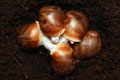 Archachatina puylaerti Togo F1