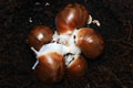 Archachatina puylaerti Togo F1