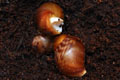 Archachatina purpurea Quinea albino body