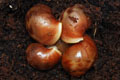 Archachatina purpurea Quinea albino body