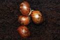 Archachatina purpurea Quinea albino body