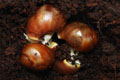 Archachatina purpurea Quinea albino body