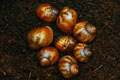 Archachatina purpurea Quinea albino body