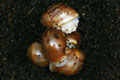 Archachatina purpurea Quinea albino body