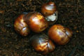 Archachatina purpurea Quinea albino body