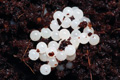 Bulimulus apodemetes Trancas, Tucum�n province, Argentina