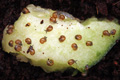 Bulimulus apodemetes Trancas, Tucum�n province, Argentina