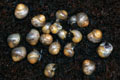Cochlitoma varicosa Gonubia, South Africa
