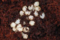 Cryptozona bistrialis Unawatuna, Sri Lanka