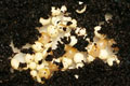 Cochlitoma varicosa Gonubia, South Africa