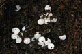 Epiphragmorpha rhathymus Argentina