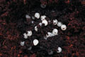 Epiphragmorpha rhathymus Argentina