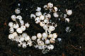 Hadra webbi Australia