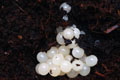Helix aspersa