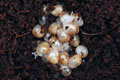 Lissachatina fulica albino body