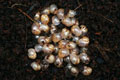 Lissachatina fulica Tanzania