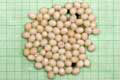 Lissachatina fulica albino body