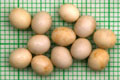 Limicolaria aethiops Tanzania