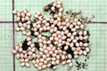 Lissachatina albopicta typ 1