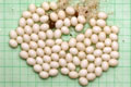 Lissachatina albopicta typ 1
