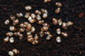 Lissachatina albopicta typ 1