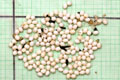 Lissachatina albopicta typ 2