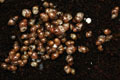 Lissachatina albopicta typ 2