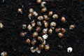 Lissachatina albopicta typ 2