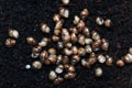 Lissachatina albopicta typ 2