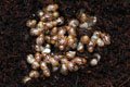 Lissachatina albopicta typ 2