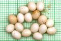 Limicolaria aethiops Tanzania