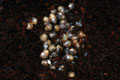 Lissachatina fulica Madagascar typ 1