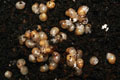 Lissachatina fulica Madagascar typ 1