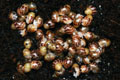 Lissachatina reticulata albino body