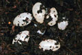 Pleurodonte marginella marginella Cuba