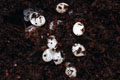 Pleurodonte marginella marginella Cuba